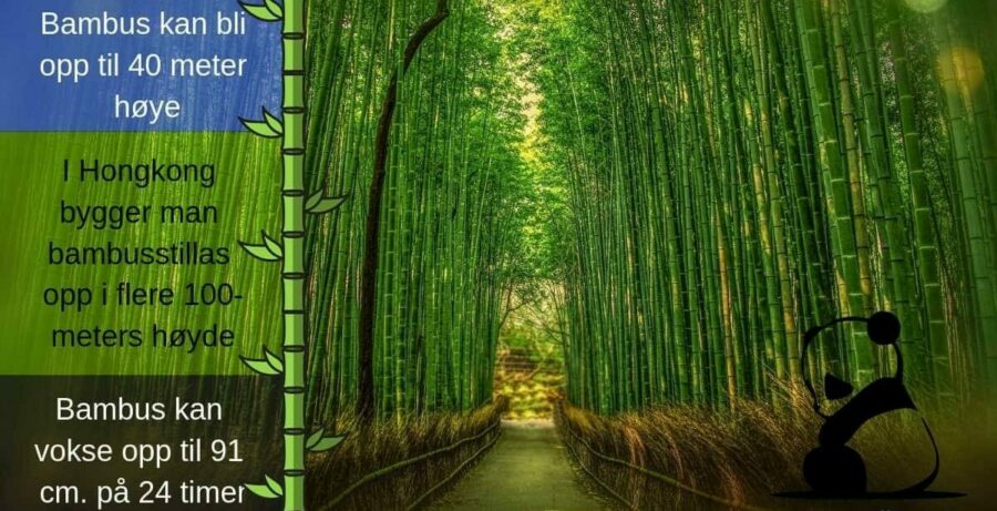 Bambus høye vokser Hongkong